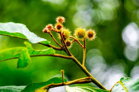 Commersonia bartramia (Andilau, durian tupai, Brown kurrajong, Scrub Christmas tree, Muntingia bartramia). Diese Pflanze wächst im Regenwald und entlang von Bächen und Schluchten an den Rändern des Regenwaldes