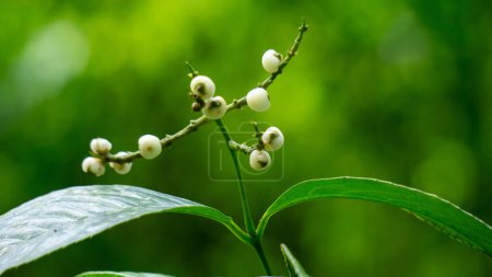 Chloranthus officinalis (Chloranthus erectus, Flachland-Chloranthus, Rami Hutan, Sambau Paya, Sembau, Sigueh Puteh). Diese Pflanze wurde in Indonesien als Tee verwendet