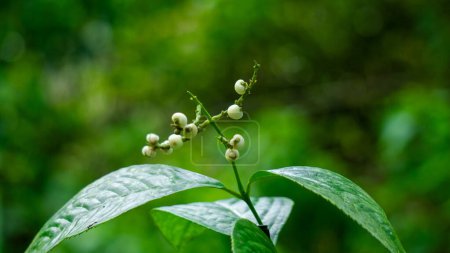 Chloranthus officinalis (Chloranthus erectus, Lowland Chloranthus, Rami Hutan, Sambau Paya, Sembau, Sigueh Puteh).  This plant was popularly used as tea in Indonesia