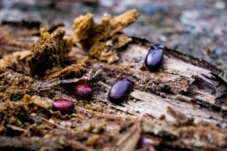Photo for Darkling beetle on rotten wood. Darkling beetle is the common name for members of the beetle family Tenebrionidae, comprising over 20,000 species in a cosmopolitan distribution - Royalty Free Image