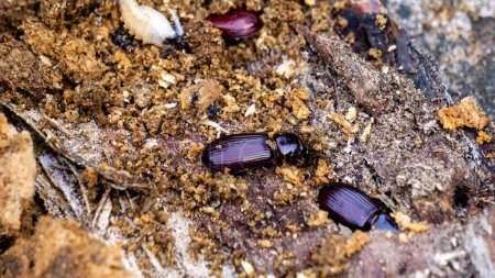 Ténébreux coléoptère sur bois pourri. Darkling beetle est le nom commun des membres de la famille des Tenebrionidae, qui comprend plus de 20 000 espèces réparties dans une distribution cosmopolite.