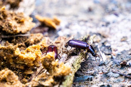 Dunkle Käfer auf morschem Holz. Dunkelkäfer ist der gebräuchliche Name für Mitglieder der Käferfamilie Tenebrionidae, die in einer kosmopolitischen Verbreitung über 20.000 Arten umfasst.