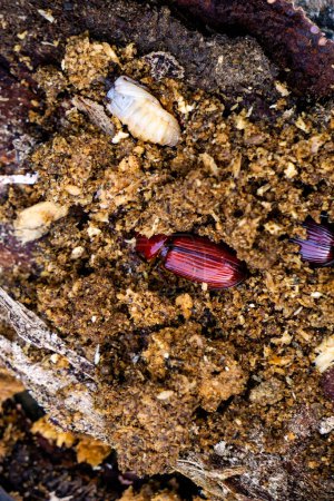 Escarabajo oscuro sobre madera podrida. Escarabajo oscuro es el nombre común para los miembros de la familia Tenebrionidae, que comprende más de 20.000 especies en una distribución cosmopolita.