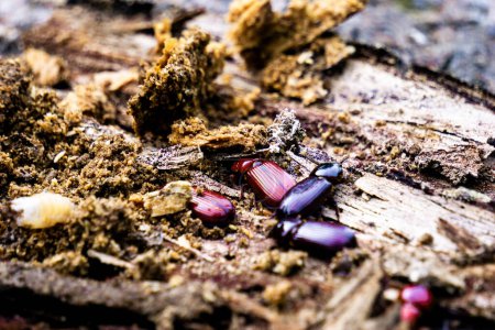 Dunkle Käfer auf morschem Holz. Dunkelkäfer ist der gebräuchliche Name für Mitglieder der Käferfamilie Tenebrionidae, die in einer kosmopolitischen Verbreitung über 20.000 Arten umfasst.