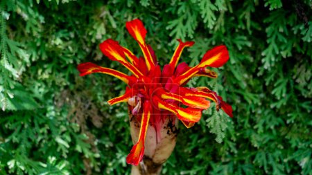Etlingera punicea (Fackel-Ingwerblüte). Etlingera punicea gehört zur Gattung Etlingera und zur Familie der Zingiberaceae