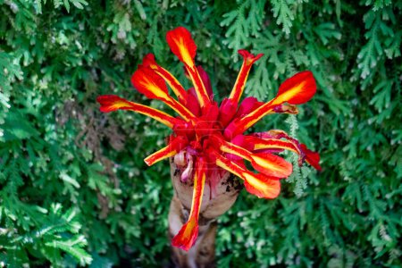 Etlingera punicea (Torche fleur de gingembre). Etlingera punicea fait partie du genre Etlingera et de la famille des Zingiberaceae