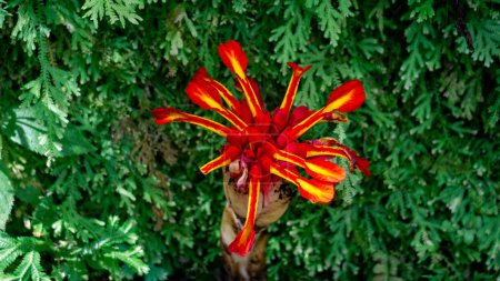 Etlingera punicea (Torch ginger flower). Etlingera punicea is part of the genus Etlingera and the family Zingiberaceae