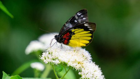 Schöner Schmetterling auf dem Eupatorium perfoliatum (Knochensatz, Knochensatz, Agargras, Fieberkraut, Schwitzpflanze))