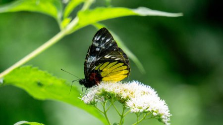Schöner Schmetterling auf dem Eupatorium perfoliatum (Knochensatz, Knochensatz, Agargras, Fieberkraut, Schwitzpflanze))
