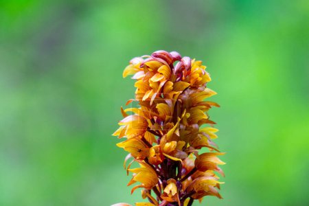 Photo for Brown birds nest orchids (Neottia nidus-avis) in the forest. - Royalty Free Image