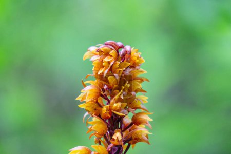 Photo for Brown birds nest orchids (Neottia nidus-avis) in the forest. - Royalty Free Image