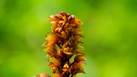 Les oiseaux bruns nichent des orchidées (Neottia nidus-avis) dans la forêt.
