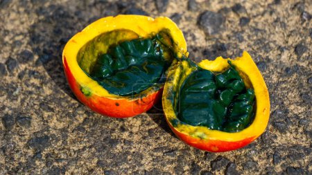 Trichosanthes tricuspidata (Kalayar, Makal, Rotkugelschlange) Frucht. Diese Frucht ist giftig und wird in der traditionellen thailändischen Medizin als Mittel gegen Fieber, als Abführmittel, verwendet.