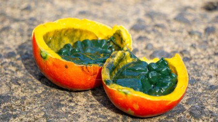 Trichosanthes tricuspidata (Kalayar, Makal, calabaza de serpiente de redball) fruta. Esta fruta es venenosa y en el sistema tradicional tailandés de medicina, la planta se utiliza como un remedio antifiebre, un laxante