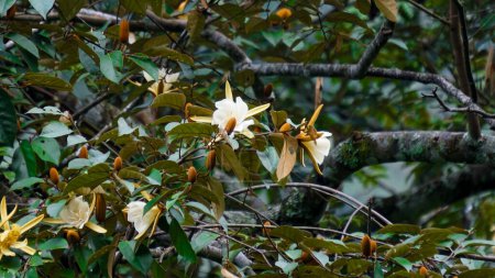 Foto de Magnolia doltsopa (Michelia doltsopa, Magnolia excelsa, Michelia manipurensis). Flor se trituran con agua para extraer, raíz seca y molida en polvo, corteza triturada para decocción - Imagen libre de derechos