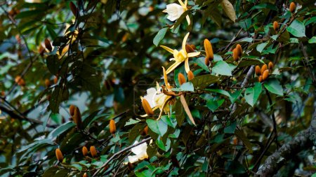 Magnolia doltsopa (Michelia doltsopa, Magnolia excelsa, Michelia manipurensis). Les fleurs sont broyées avec de l'eau pour l'extrait, les racines séchées et moulues en poudre, l'écorce broyée pour la décoction
