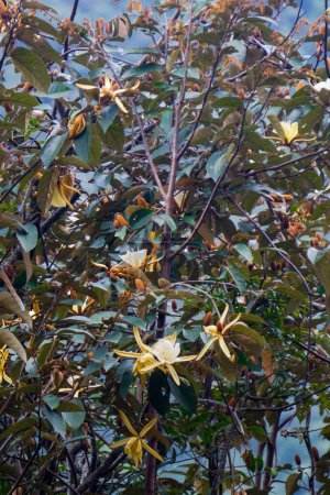 Foto de Magnolia doltsopa (Michelia doltsopa, Magnolia excelsa, Michelia manipurensis). Flor se trituran con agua para extraer, raíz seca y molida en polvo, corteza triturada para decocción - Imagen libre de derechos