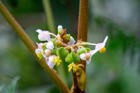 Téléchargez les photos : Belle fleur de bégonia dans le jardin. Le genre contient plus de 2000 espèces de plantes différentes - en image libre de droit
