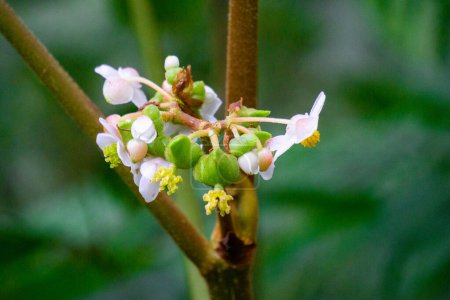 Téléchargez les photos : Belle fleur de bégonia dans le jardin. Le genre contient plus de 2000 espèces de plantes différentes - en image libre de droit
