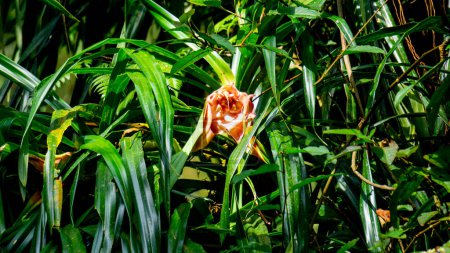 Benstonea kurzii (pandan sili, Srengseng, Pandanus caricosus, Pandanus kurzii). Benstonea kurzii is the name of a plant similar to pandan, which has a limited distribution (endemic) in Java