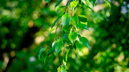 Ficus benjamina (figuier pleureur, figuier benjamin, ficus) feuilles avec un fond naturel. Indonésien l'appellent beringin, ringin ou waringin