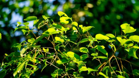 Ficus benjamina (figuier pleureur, figuier benjamin, ficus) feuilles avec un fond naturel. Indonésien l'appellent beringin, ringin ou waringin