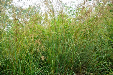 Cymbopogon nardus (Serai wangi, citronella grass, Andropogon nardus). It is the source of an essential oil known as citronella oil, which is widely used for its natural insect-repelling properties