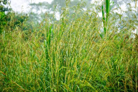 Cymbopogon nardus (Serai wangi, citronella grass, Andropogon nardus). C'est la source d'une huile essentielle connue sous le nom d'huile de citronnelle, largement utilisée pour ses propriétés anti-insectes naturelles.