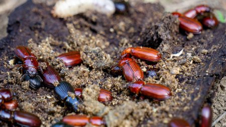 Ténébreux coléoptère sur bois pourri. Darkling beetle est le nom commun des membres de la famille des Tenebrionidae, qui comprend plus de 20 000 espèces réparties dans une distribution cosmopolite.