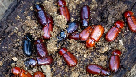Escarabajo oscuro sobre madera podrida. Escarabajo oscuro es el nombre común para los miembros de la familia Tenebrionidae, que comprende más de 20.000 especies en una distribución cosmopolita.