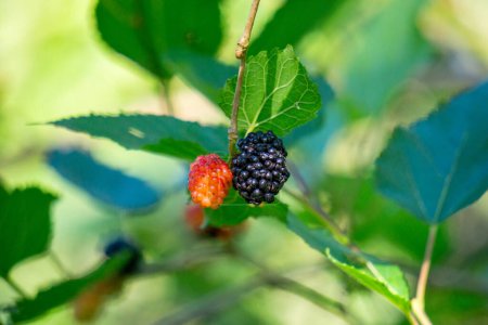 Morus (mulberries, Broussonetia papyrifera, Murbei, kertau, bebesaran, besaran). Raw mulberries are 88% water, 10% carbohydrates, 1% protein, and less than 1% fat