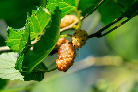 Morus (mulberries, Broussonetia papyrifera, Murbei, kertau, bebesaran, besaran). Raw mulberries are 88% water, 10% carbohydrates, 1% protein, and less than 1% fat