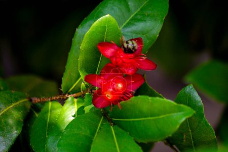 Ochna serrulata (small-leaved plane, carnival ochna, bird's eye bush, Mickey mouse plant, Mickey Mouse bush). Ochna serrulata is a small shrub growing between 1 and 2 m (3.3 and 6.6 ft) high