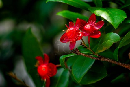 Ochna serrulata (small-leaved plane, carnival ochna, bird's eye bush, Mickey mouse plant, Mickey Mouse bush). Ochna serrulata is a small shrub growing between 1 and 2 m (3.3 and 6.6 ft) high