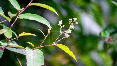 Persicaria chinensis (Polygonum chinense, Kriechender Smartweed, Chinesischer Knöterich). Wurde als traditionelle chinesische Medizin zur Behandlung von Geschwüren, Ekzemen, Bauchschmerzen, verschiedenen entzündlichen Hauterkrankungen verwendet