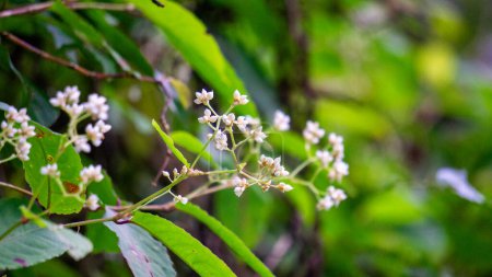Persicaria chinensis (Polygonum chinense, smart weed rampant, knotweed chinois). A été utilisé comme médecine traditionnelle chinoise pour traiter l'ulcère, l'eczéma, les maux d'estomac, diverses maladies inflammatoires de la peau