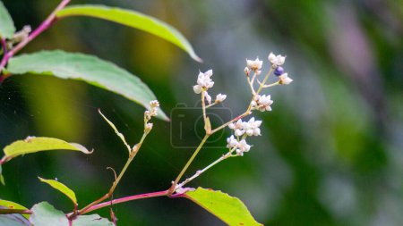 Photo for Persicaria chinensis (Polygonum chinense, creeping smartweed, Chinese knotweed). Has been used as Chinese traditional medicine to treat ulcer, eczema, stomachache, various inflammatory skin disease - Royalty Free Image