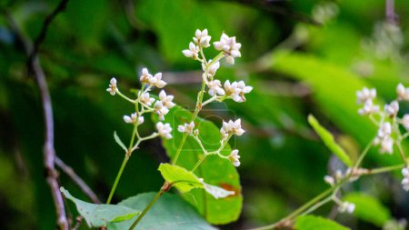 Persicaria chinensis (Polygonum chinense, smart weed rampant, knotweed chinois). A été utilisé comme médecine traditionnelle chinoise pour traiter l'ulcère, l'eczéma, les maux d'estomac, diverses maladies inflammatoires de la peau