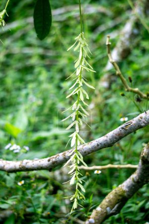 Pterocarya tonkinensis (Yue nan feng yang, Tonkin Flügelnuss, Pterocarya stenoptera). Dieser Baum gehört zur Familie der Juglandaceae oder Walnussgewächse