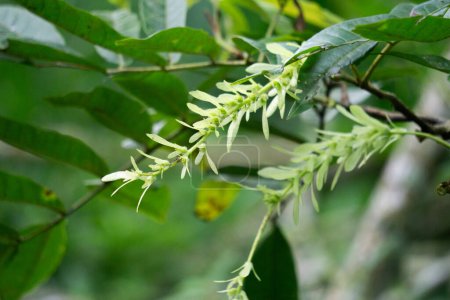 Pterocarya tonkinensis (Yue nan feng yang, Tonkin Flügelnuss, Pterocarya stenoptera). Dieser Baum gehört zur Familie der Juglandaceae oder Walnussgewächse