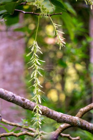 Pterocarya tonkinensis (yue nan feng yang, Tonkin Wingnut, Pterocarya stenoptera). This tree is of the Juglandaceae or walnut family