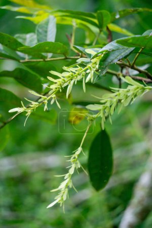 Pterocarya tonkinensis (yue nan feng yang, Tonkin Wingnut, Pterocarya stenoptera). Cet arbre appartient à la famille des Juglandaceae ou noyers