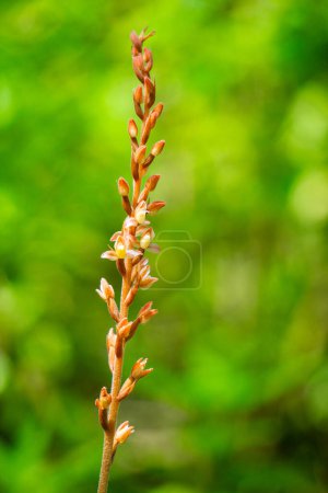 Rhomboda abbreviata. Rhomboda, commonly known as velvet jewel orchids