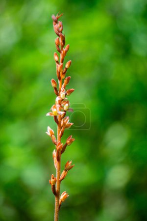 Rhomboda abbreviata. Rhomboda, commonly known as velvet jewel orchids