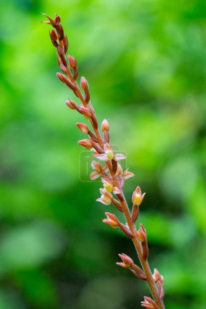 Rhomboda abbreviata. Rhomboda, comúnmente conocida como orquídeas joya de terciopelo