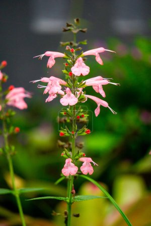 Salvia coccinea (Salvia coccinea, the blood sage, scarlet sage, Texas sage, or tropical sage). Its leaves, when brewed into tea, can soothe coughs and colds