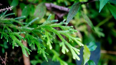 Selaginella kraussiana (Krauss 'Spikemoss, Krauss' Klubmoos, afrikanisches Klubmoos). Selaginella kraussiana ist eine Gefäßpflanze aus der Familie der Selaginellaceae