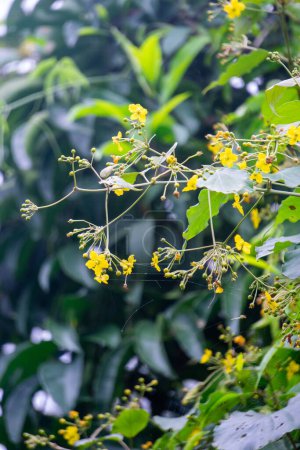 Stigmaphyllon diversifolium. Stigmaphyllon is a genus in the Malpighiaceae, a family of about 75 genera of flowering plants