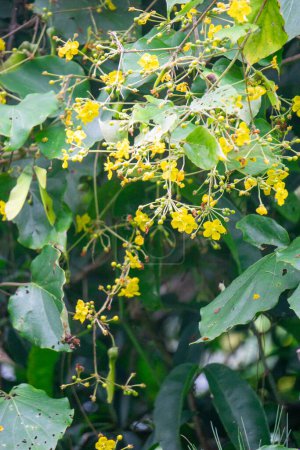 Stigmaphyllon diversifolium. Stigmaphyllon ist eine Gattung der Malpighiaceae, einer Familie von etwa 75 Gattungen blühender Pflanzen