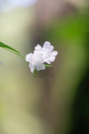 Strobilanthes sp. trobilanthes es un género de plantas con flores perteneciente a la familia Acanthaceae.